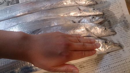 大型タチウオはどこに