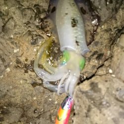 今年の伊根方面は