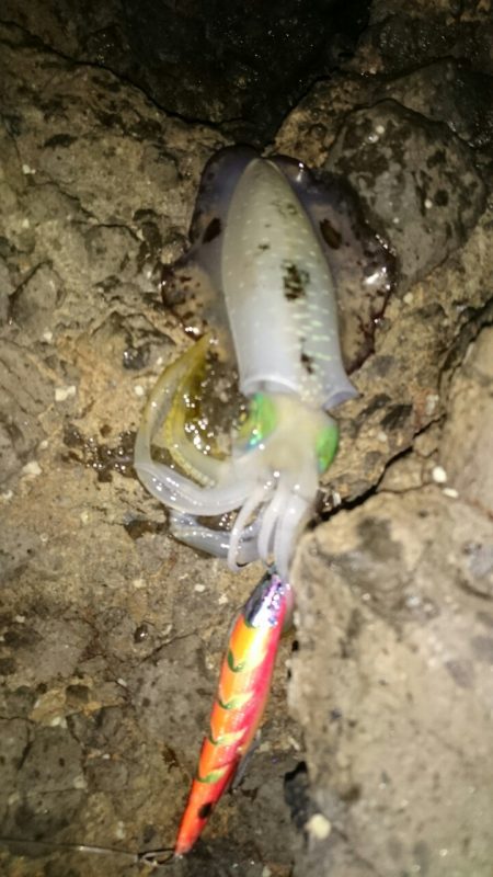 今年の伊根方面は