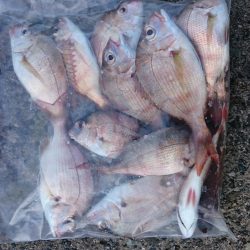 アオリ狙いのはずが・・・