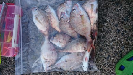 アオリ狙いのはずが・・・