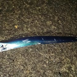 爆風で激渋の釣行