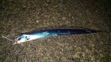 爆風で激渋の釣行