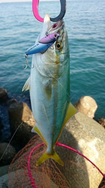 シーバスタックルで…