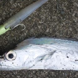 タチウオ釣り
