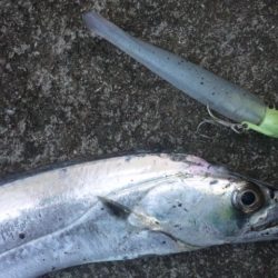 タチウオ釣り