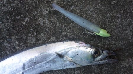 タチウオ釣り