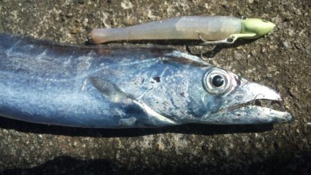 タチウオ釣り