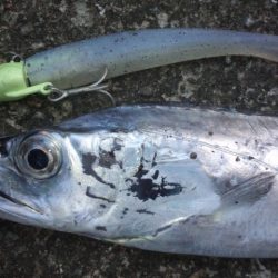 タチウオ釣り