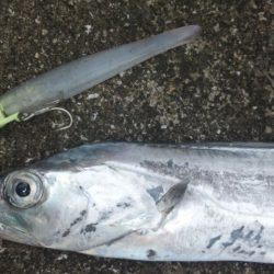 タチウオ釣り