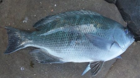 渡船にて、フカセ釣り