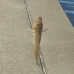 武庫川ハゼ釣りレポート2015②