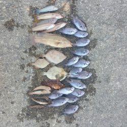 ベラに悩まされました…