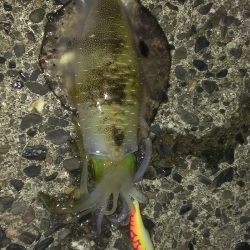 相変わらず渋いです。