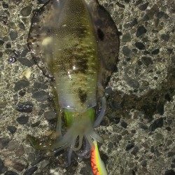 相変わらず渋いです。