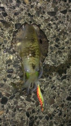 相変わらず渋いです。