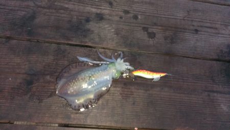 エギングリベンジ！！