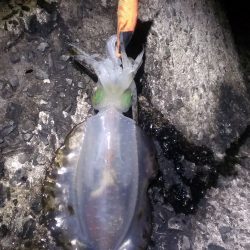 ボチボチでんなー