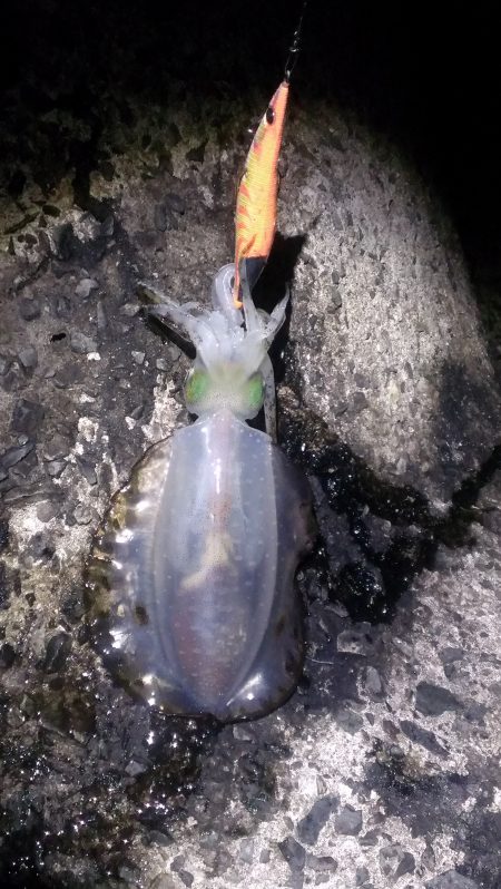 ボチボチでんなー