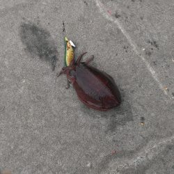 タチウオワインドとエギング