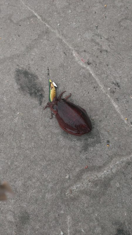 タチウオワインドとエギング