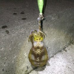 なんとかアオリイカ１杯ゲット！