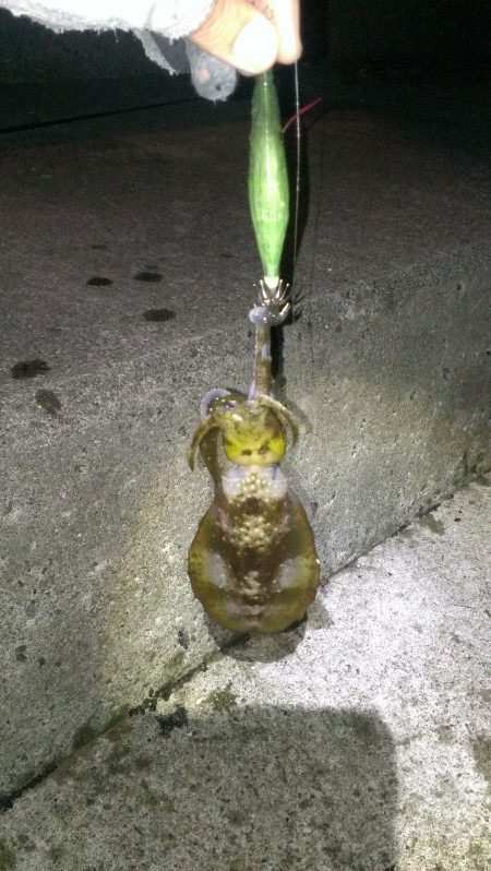 なんとかアオリイカ１杯ゲット！