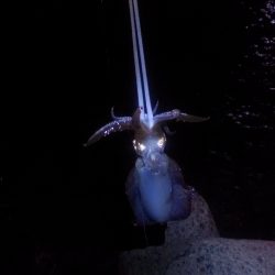 開始三投目で釣れました！