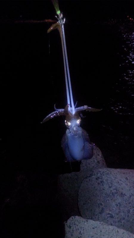 開始三投目で釣れました！