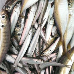 サビキって難しいね(涙)