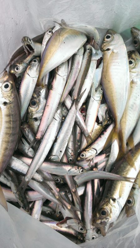 サビキって難しいね(涙)