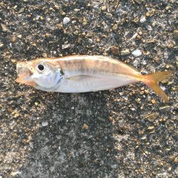 早起き報われず