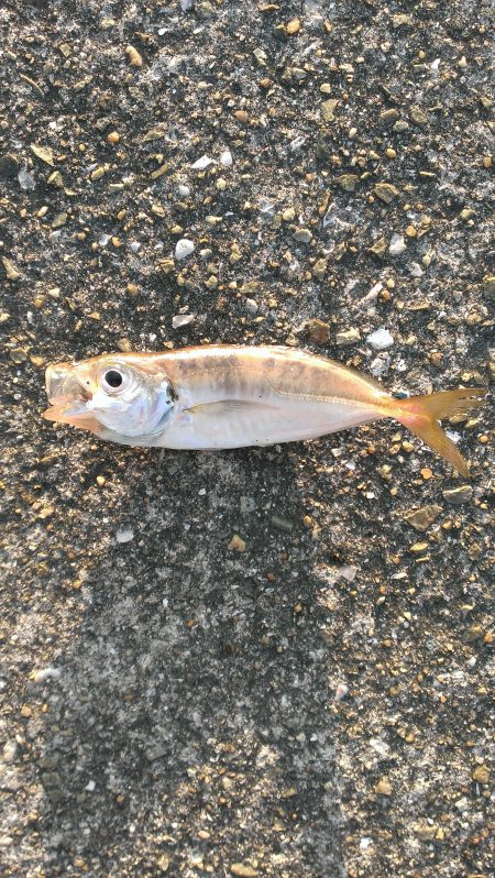 早起き報われず