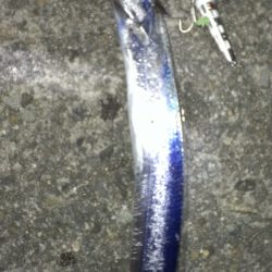 南甲子園浜、ボウズだけは免れる