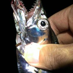 90分一本勝負、本当に一本のみ