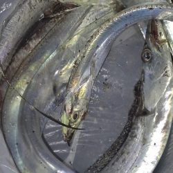 ボウズのち好釣果、オマケにサゴシ