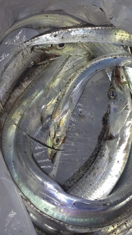 ボウズのち好釣果、オマケにサゴシ