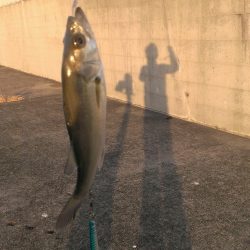 ショートバイトは君ですか…