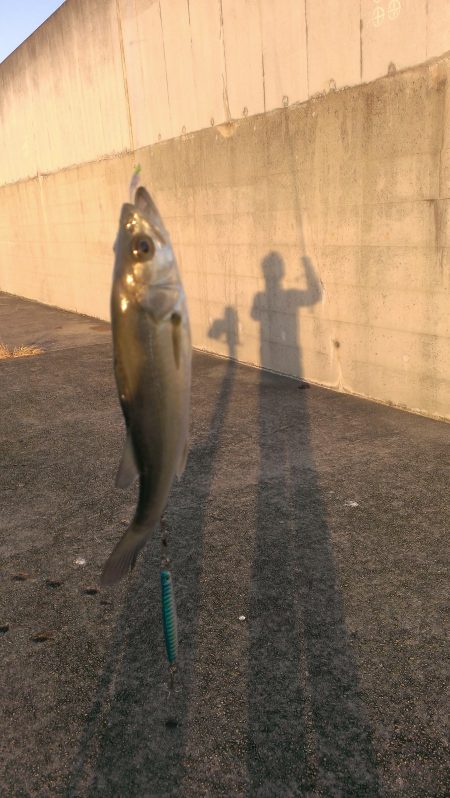 ショートバイトは君ですか...