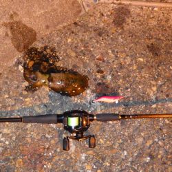 アオリ、メバル、ガシラｉｎ養老