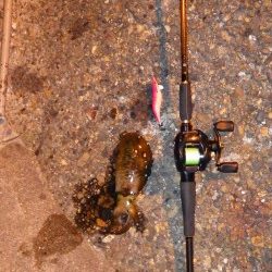 アオリ、メバル、ガシラｉｎ養老