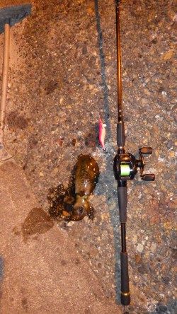 アオリ、メバル、ガシラｉｎ養老