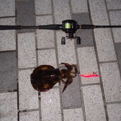 アオリ→シーバス→砂物ｉｎ養老