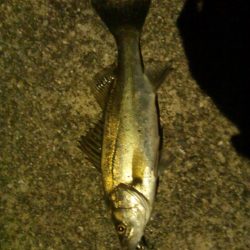 小さいながらも綺麗なシーバス