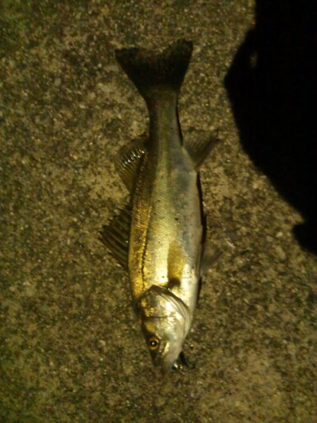 小さいながらも綺麗なシーバス