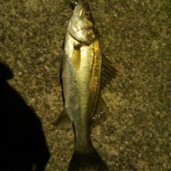 小さいながらも綺麗なシーバス