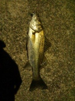 小さいながらも綺麗なシーバス