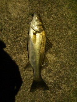 小さいながらも綺麗なシーバス