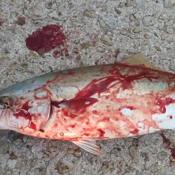 ベルトとコロッケ