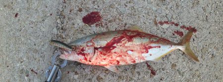 爆弾低気圧のあと